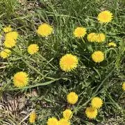 まRiの画像