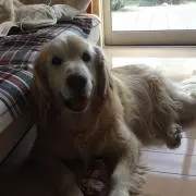 るーちゃんの画像