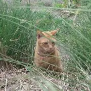にゃん