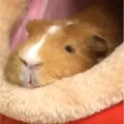 高森