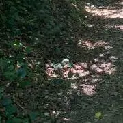 だだだの画像