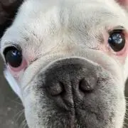 かいちゃんの画像