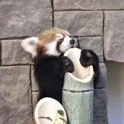tomokoの画像