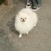 みみ