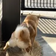 薺の画像