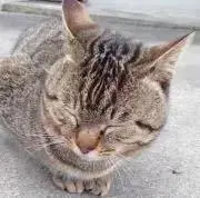 わんわんの画像