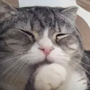 さるの画像