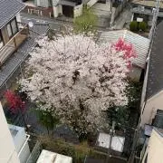 おおおうの画像