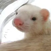 pon