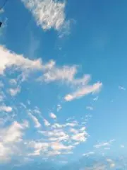 夜行性
