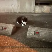 バットマン