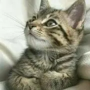 ぶうすか