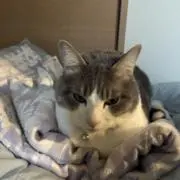 はせやすの画像