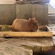 ちゃんの画像