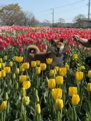 わんこU^ェ^Uの画像