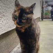 じゅらの画像