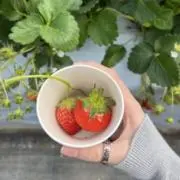 ありんこの画像