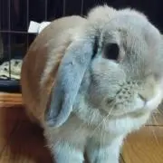 チャルの画像