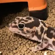 でくおの画像