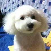 ももんが