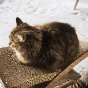 ERUの画像