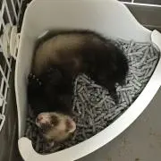 れあの画像
