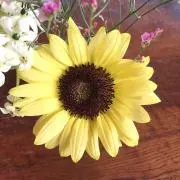 さくらベアの画像