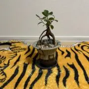 ウチヤマプランツの画像