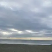 たこきん