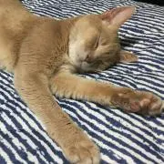 アラレ