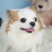 ちゅら