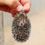 じーじ