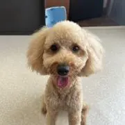 ののの画像