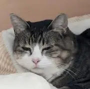 wagの画像