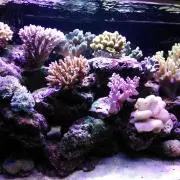 コメントせず発送通知の連絡ですの画像