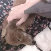 ぽん酢