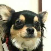 Coo♪