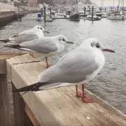とこの画像