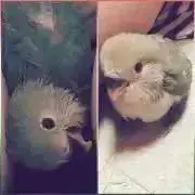 プチまるの画像