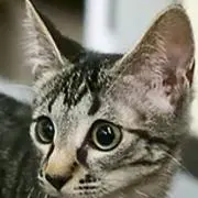 猫の子ショップ 横浜の画像