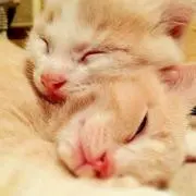 あやたそ