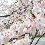 はる