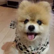 クッキー