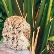 サンセベリアの画像