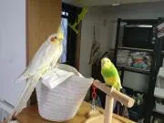 サイコなインコの3日間の画像