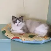 マヒル 恋と深空 TGS2025東京ゲームショウ - メルカリ