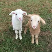 Bの画像