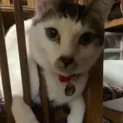 うすえび⭐️プロフ必読　少しお値引きの画像