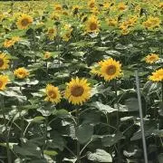 なねら