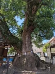 ムーちょろ☆の画像